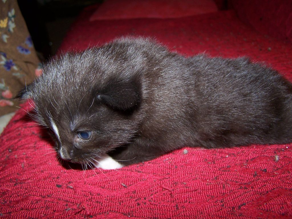 Gatti Norvegesi - cuccioli