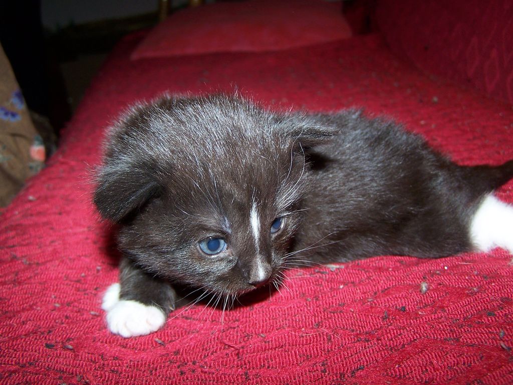 Gatti Norvegesi - cuccioli