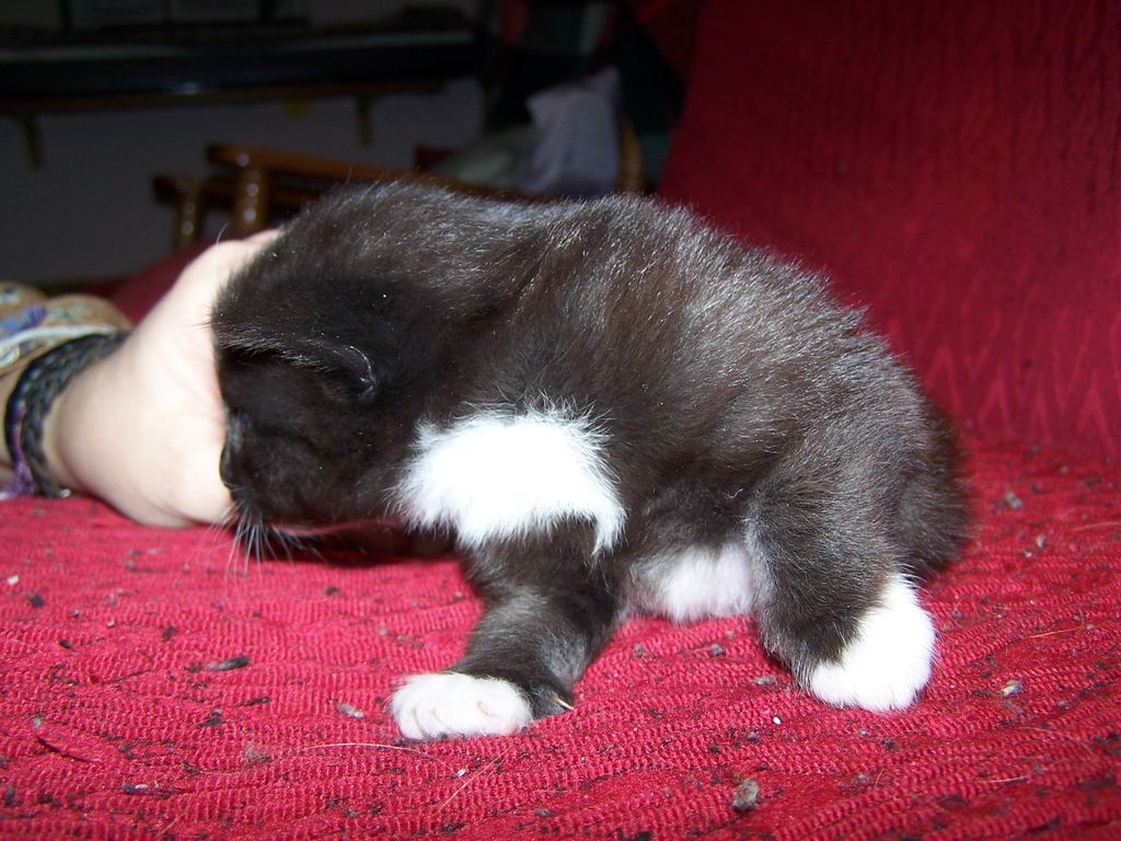 Gatti Norvegesi - cuccioli