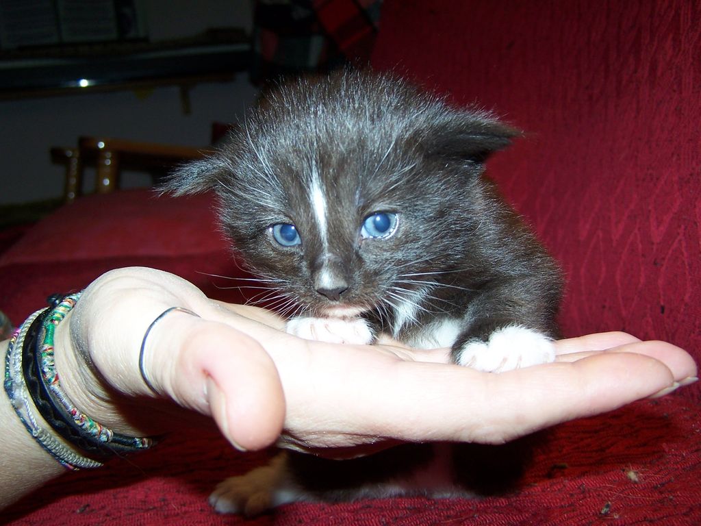 Gatti Norvegesi - cuccioli
