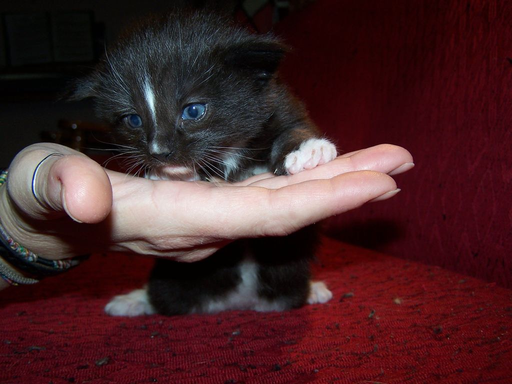 Gatti Norvegesi - cuccioli