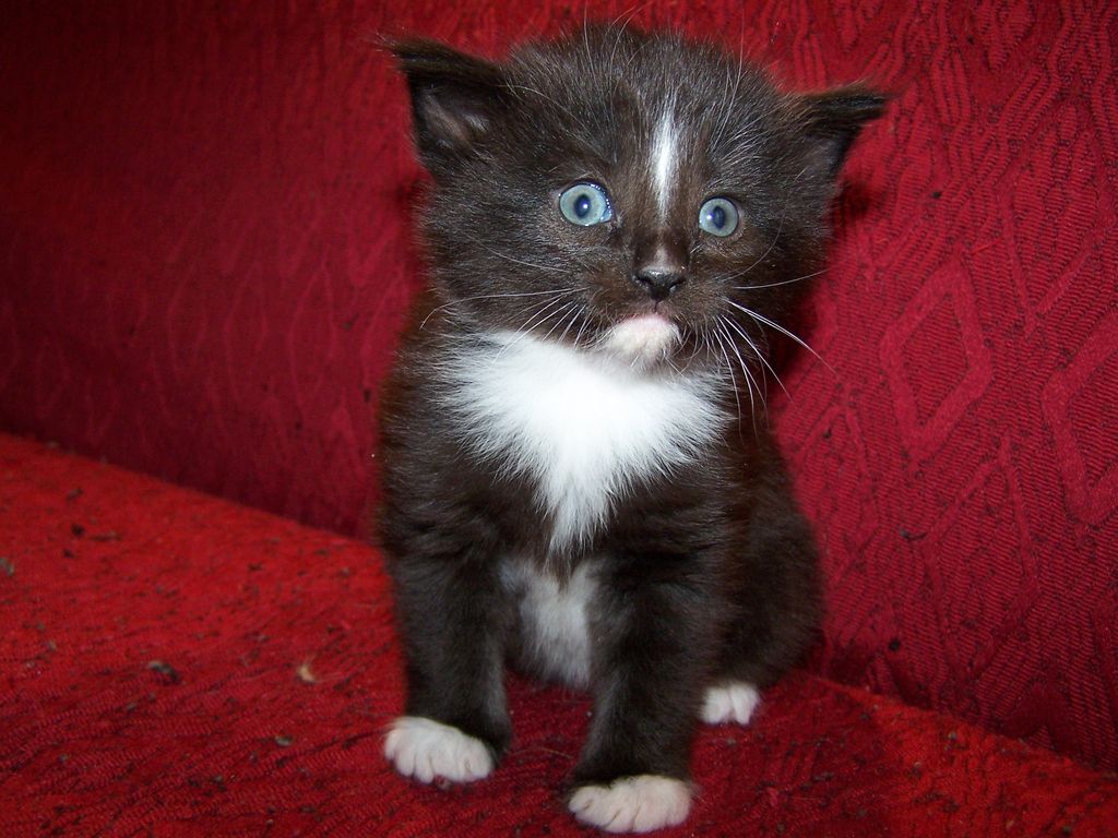 Gatti Norvegesi - cuccioli
