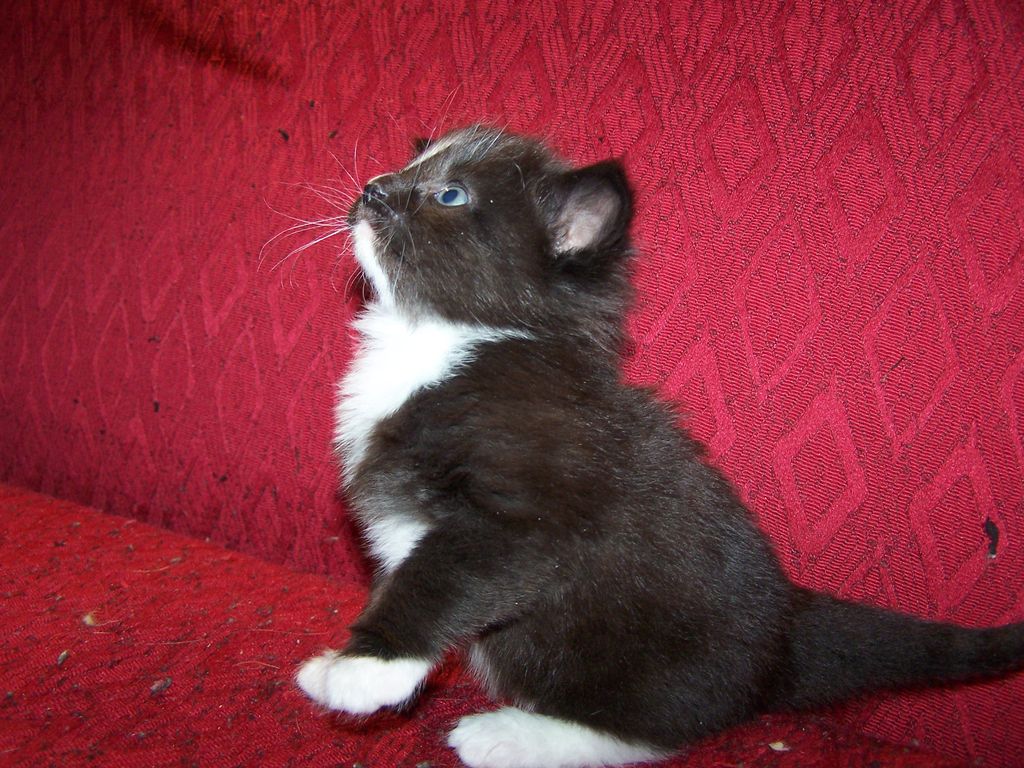 Gatti Norvegesi - cuccioli