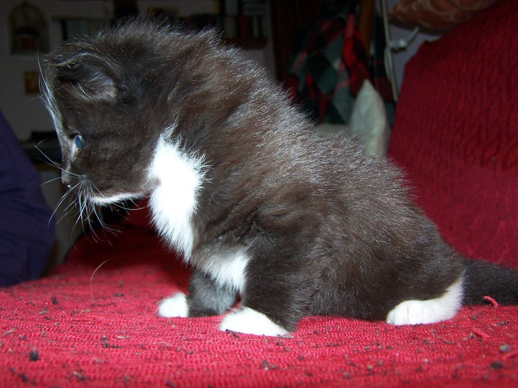 Gatti Norvegesi - cuccioli
