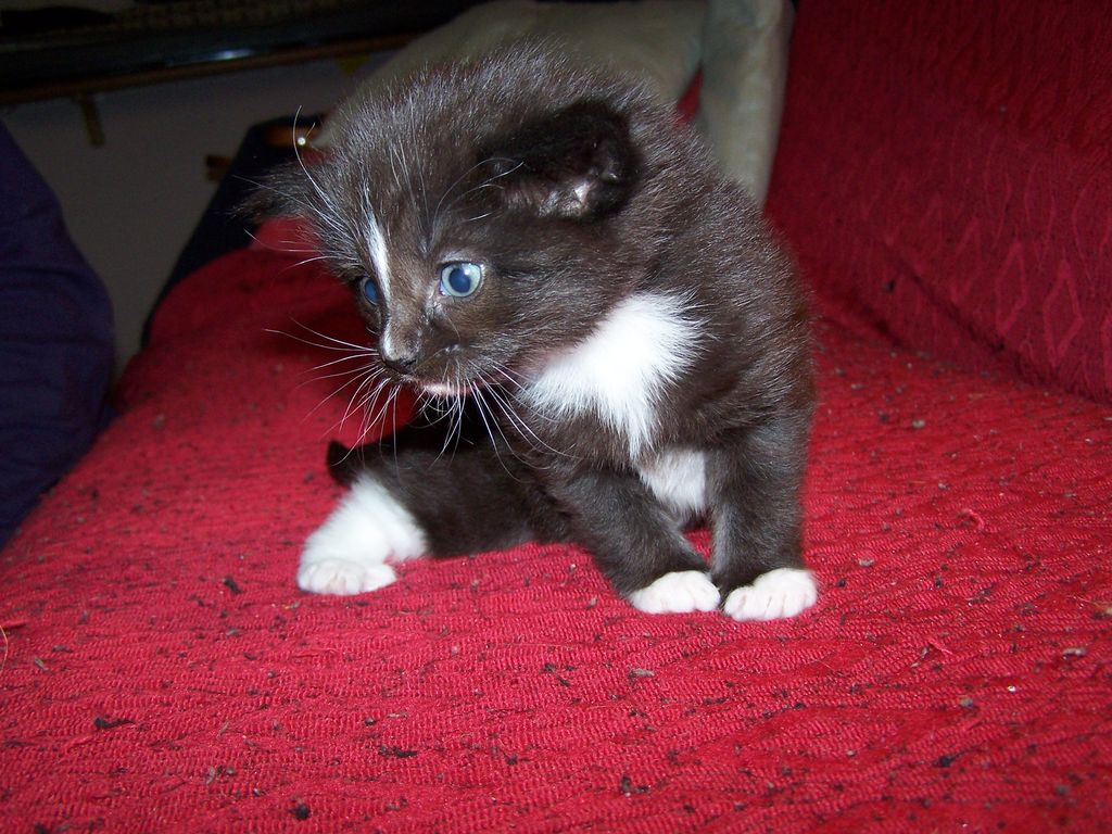 Gatti Norvegesi - cuccioli