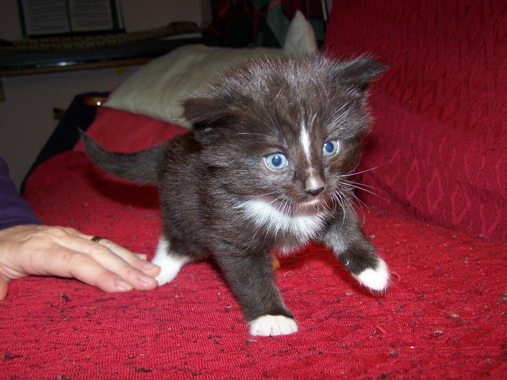 Gatti Norvegesi - cuccioli