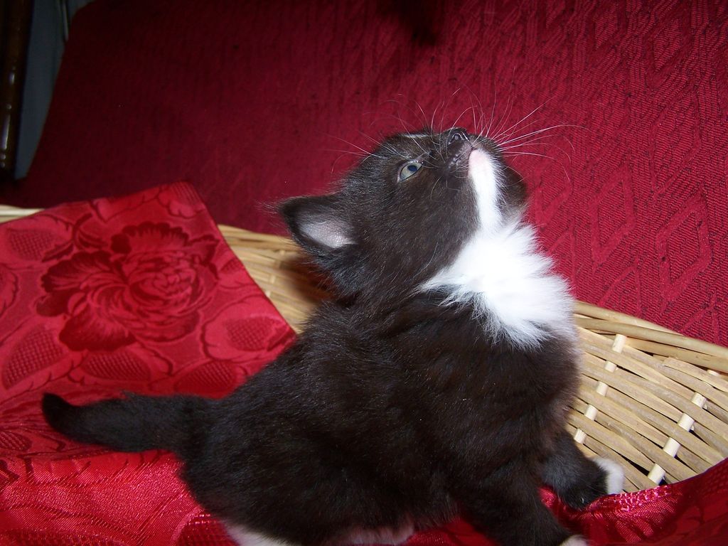 Gatti Norvegesi - cuccioli