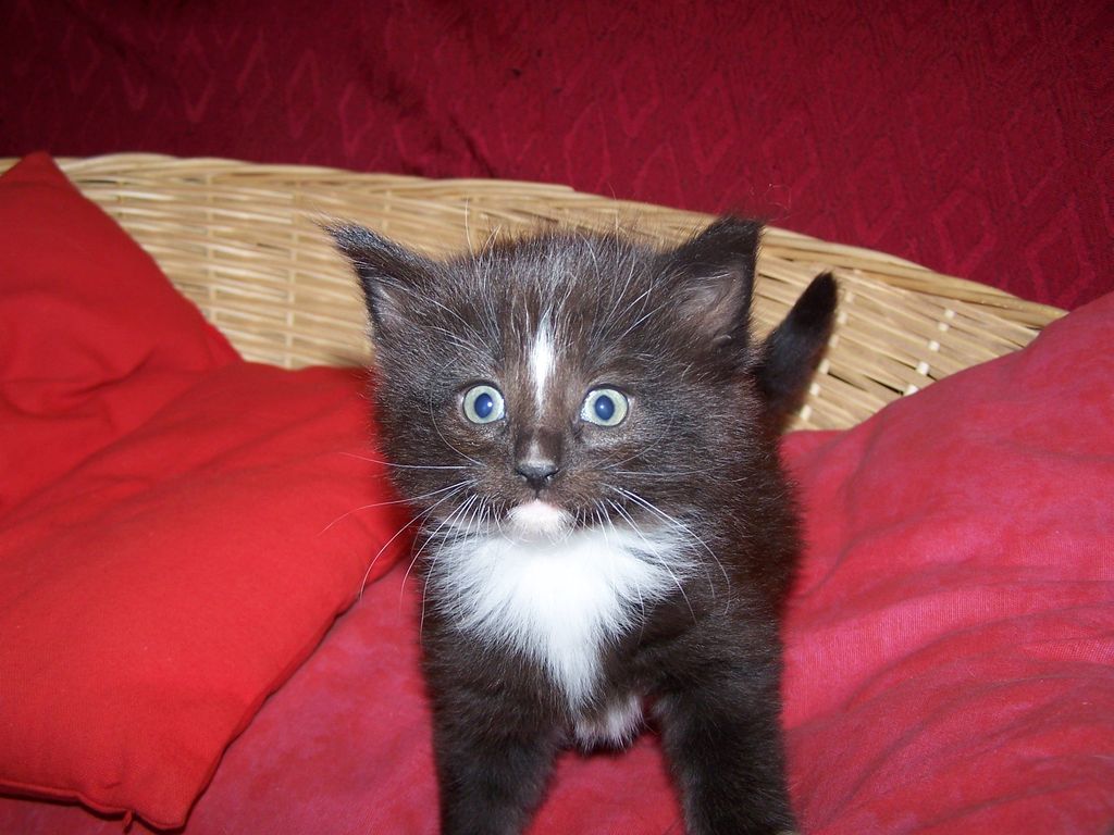 Gatti Norvegesi - cuccioli