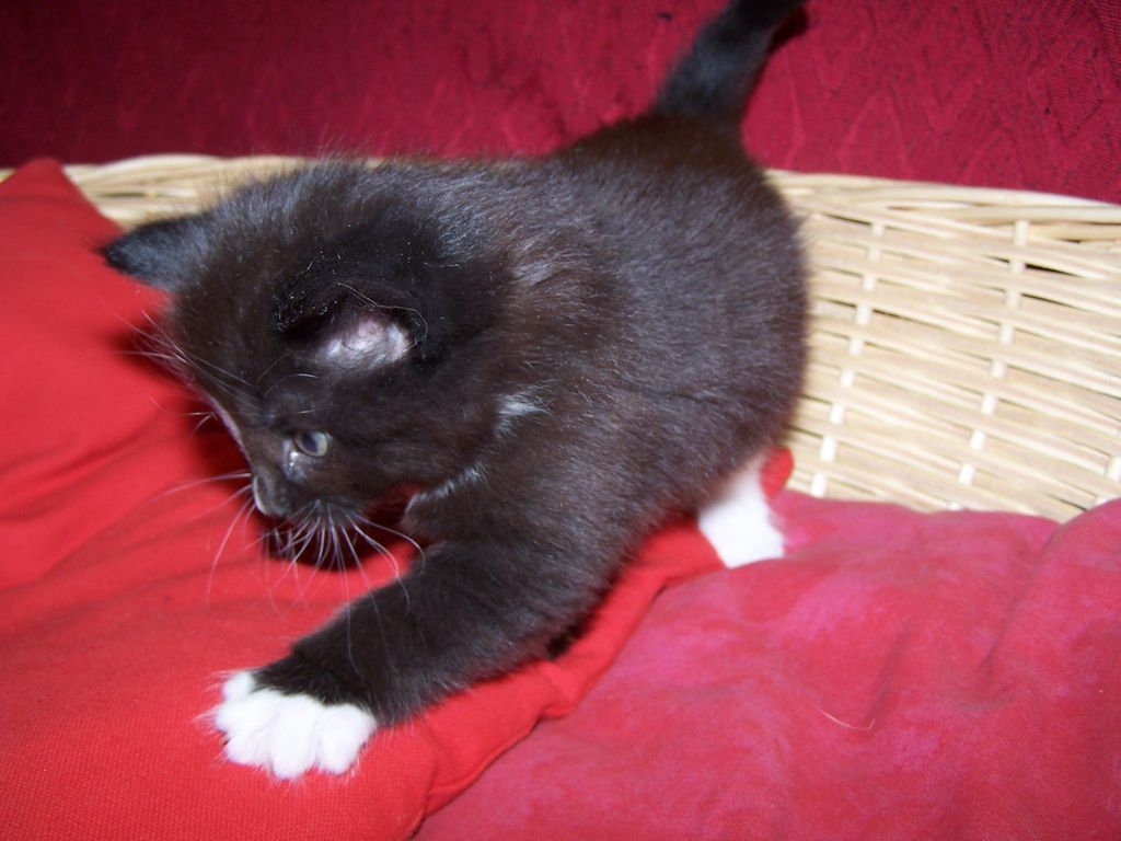 Gatti Norvegesi - cuccioli