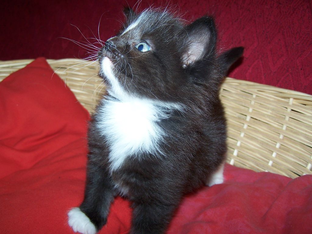 Gatti Norvegesi - cuccioli