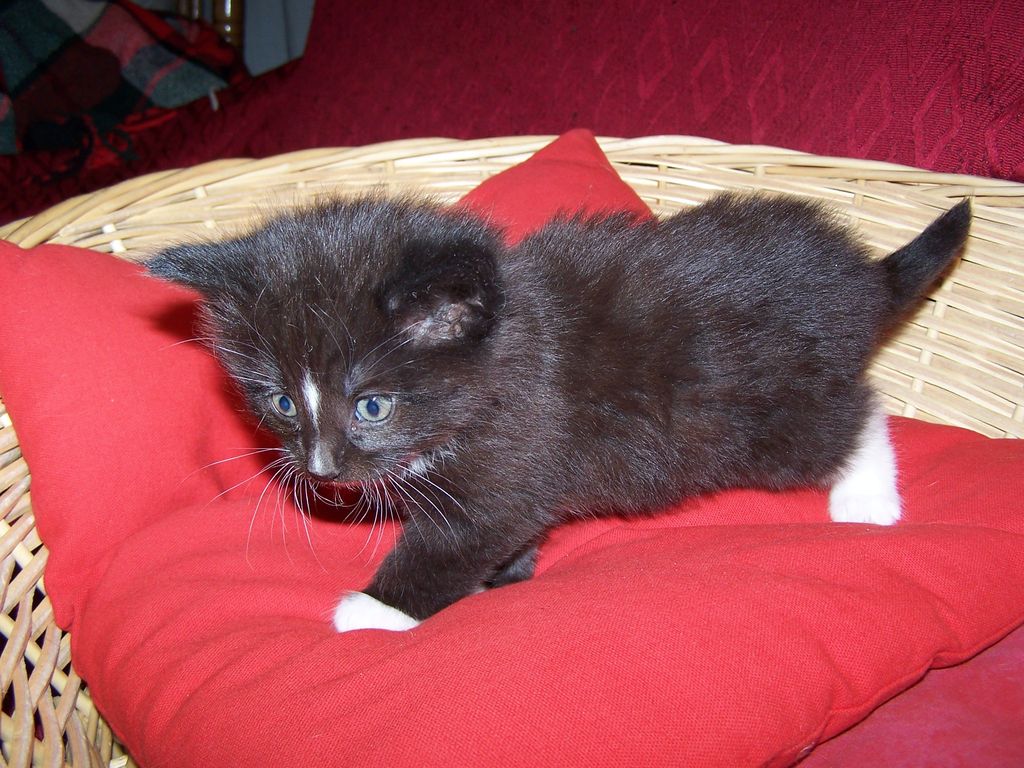 Gatti Norvegesi - cuccioli