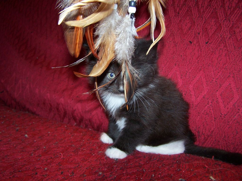 Gatti Norvegesi - cuccioli