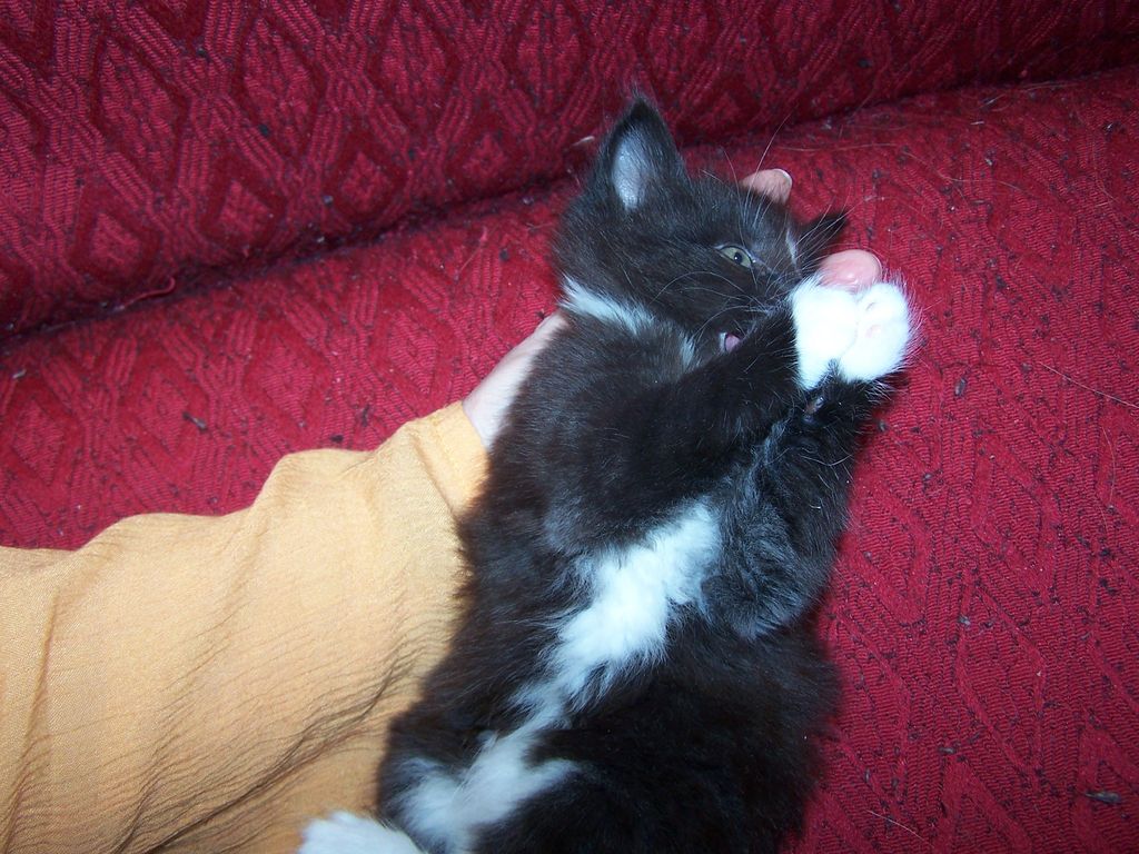 Gatti Norvegesi - cuccioli
