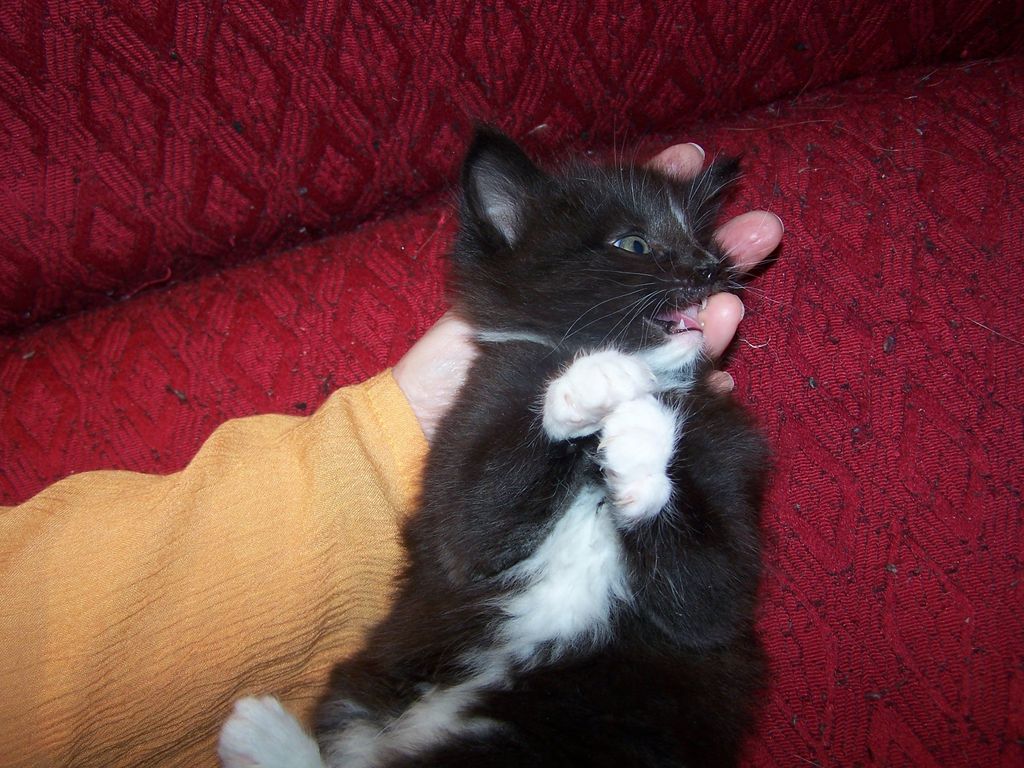Gatti Norvegesi - cuccioli