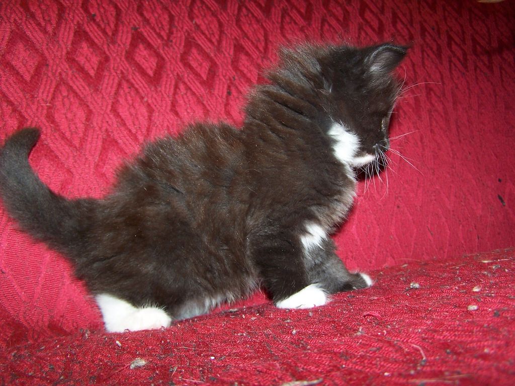 Gatti Norvegesi - cuccioli