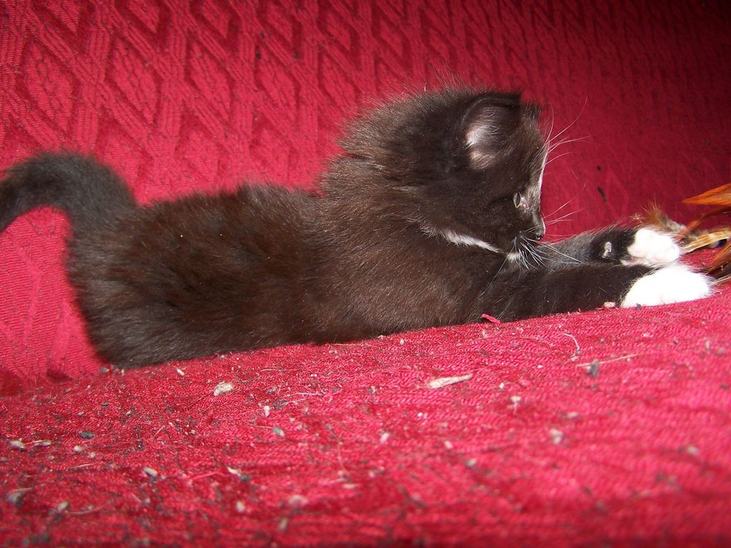 Gatti Norvegesi - cuccioli