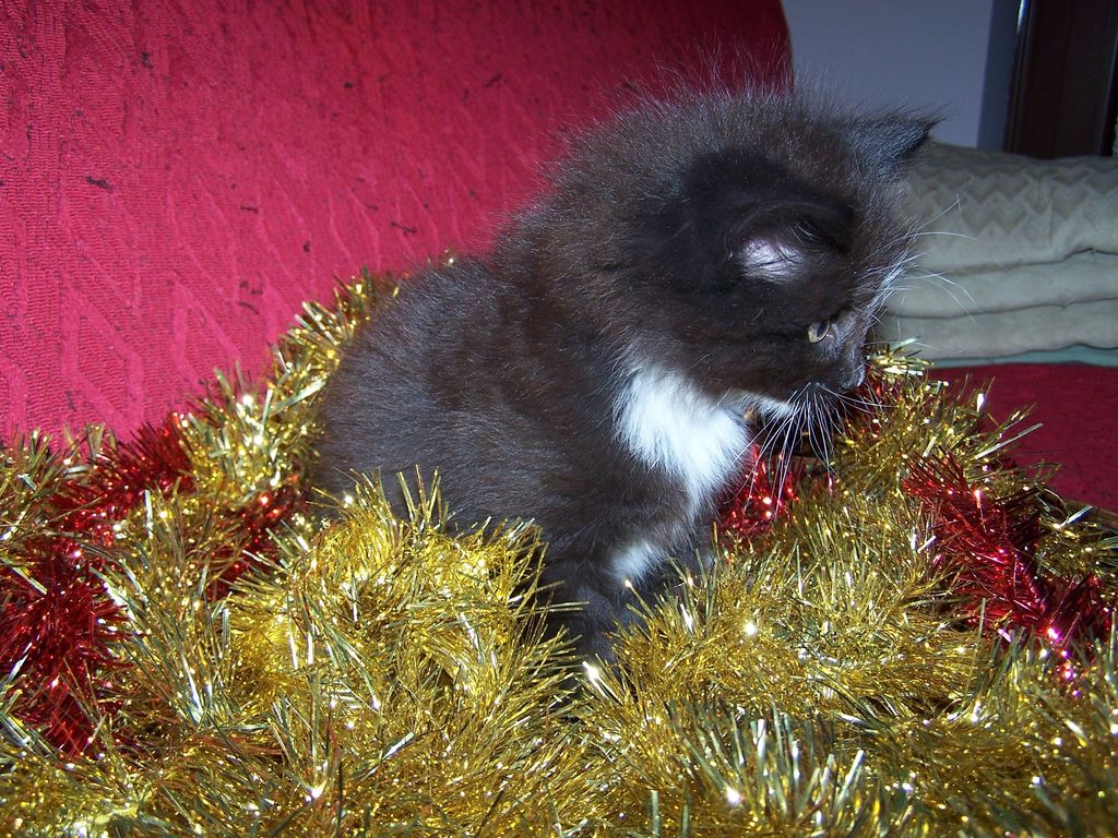 Gatti Norvegesi - cuccioli