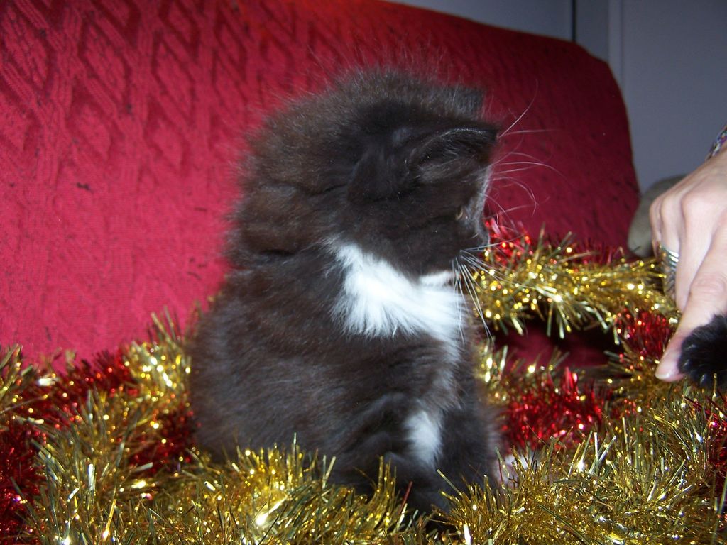 Gatti Norvegesi - cuccioli