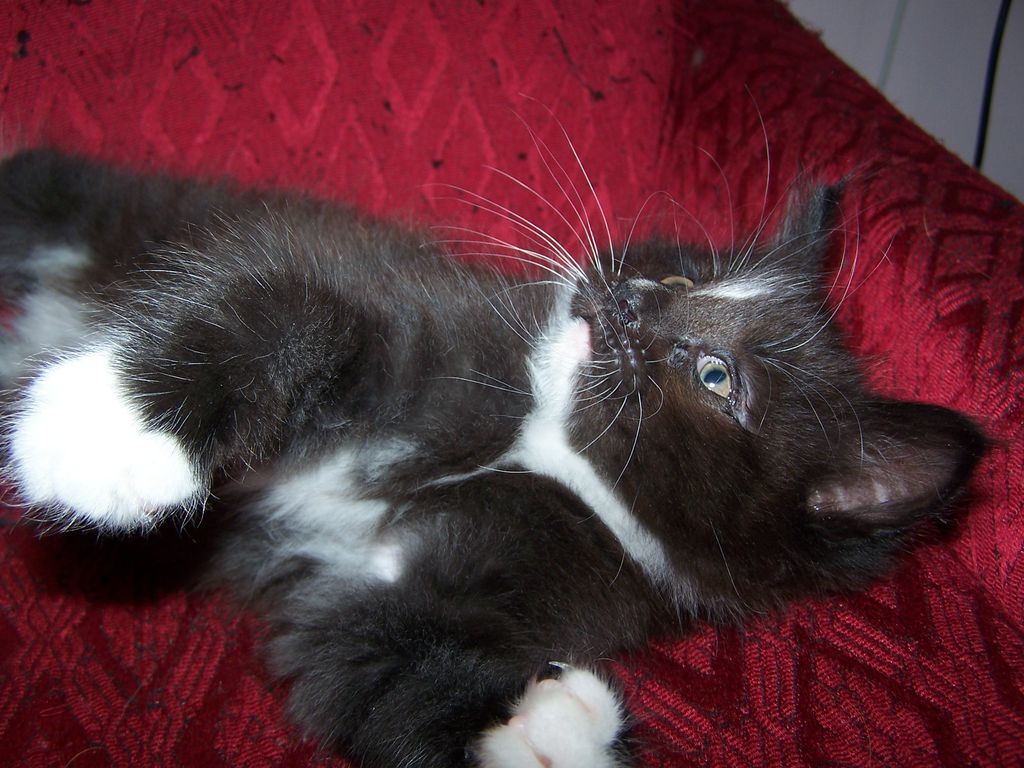 Gatti Norvegesi - cuccioli