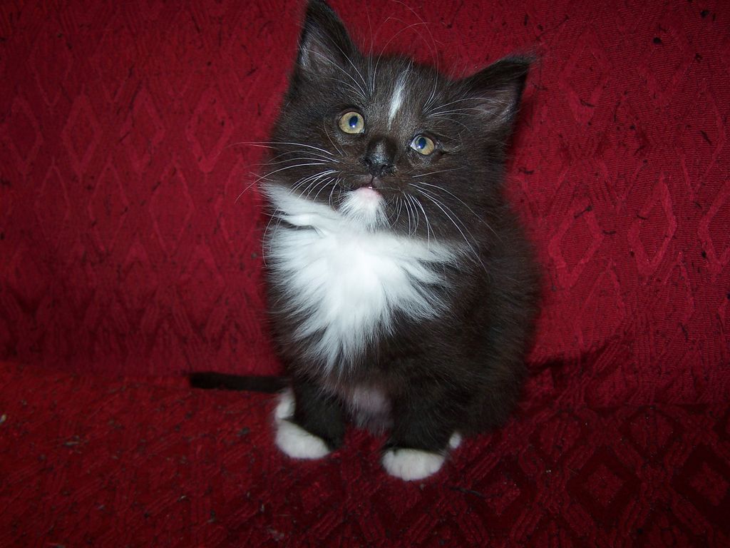 Gatti Norvegesi - cuccioli