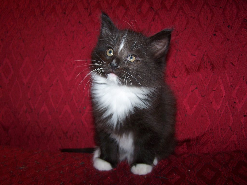 Gatti Norvegesi - cuccioli