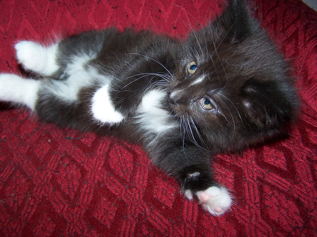 Gatti Norvegesi - cuccioli