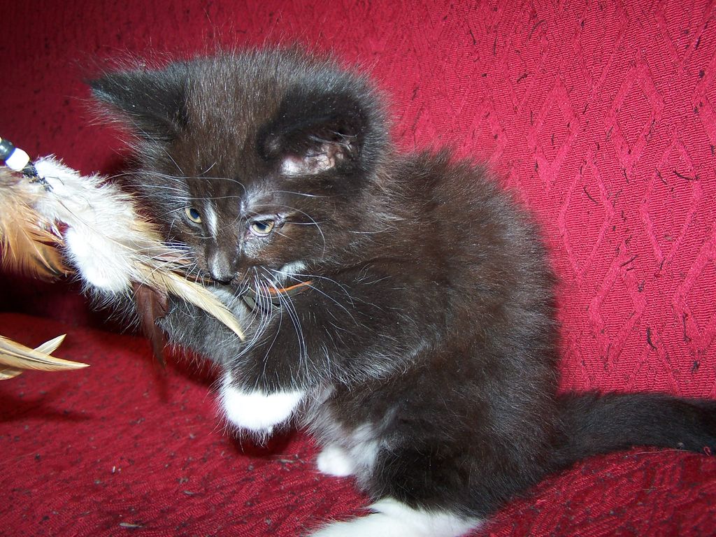 Gatti Norvegesi - cuccioli