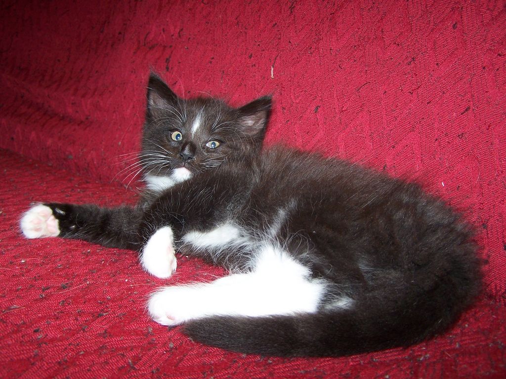 Gatti Norvegesi - cuccioli