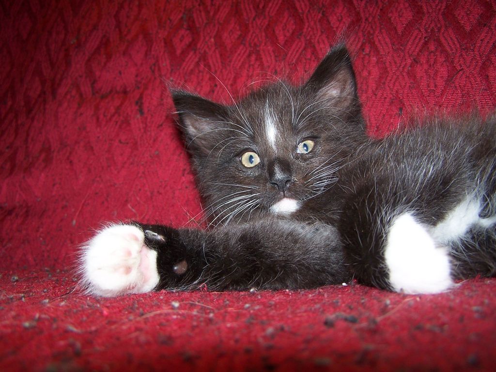 Gatti Norvegesi - cuccioli
