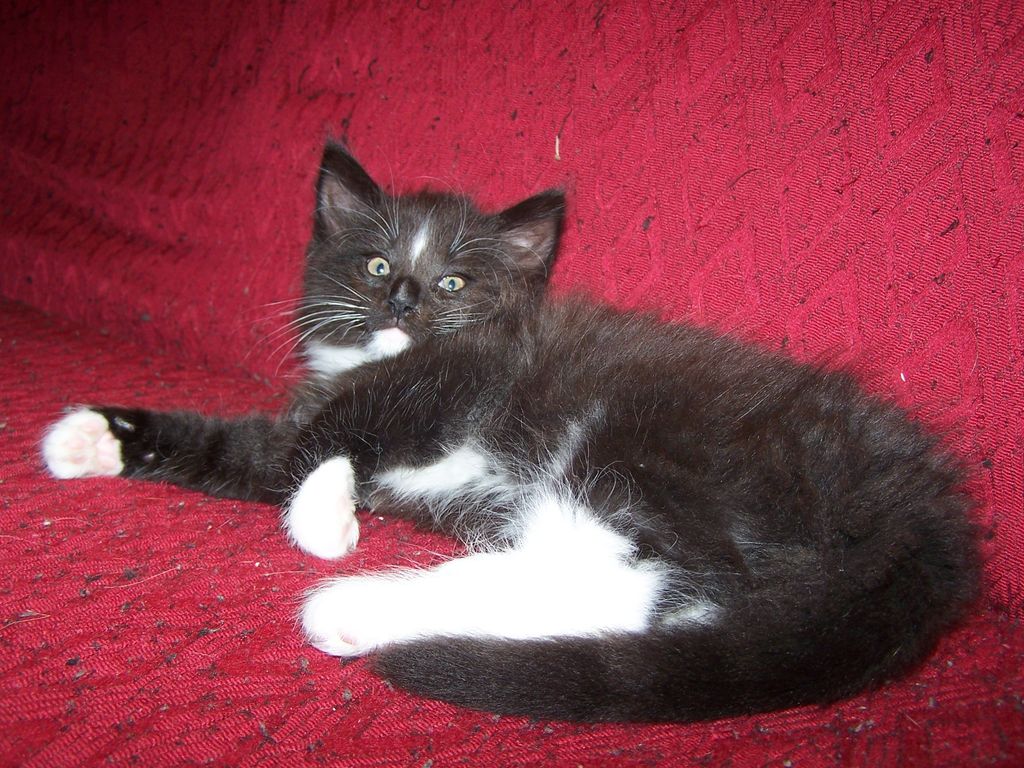 Gatti Norvegesi - cuccioli
