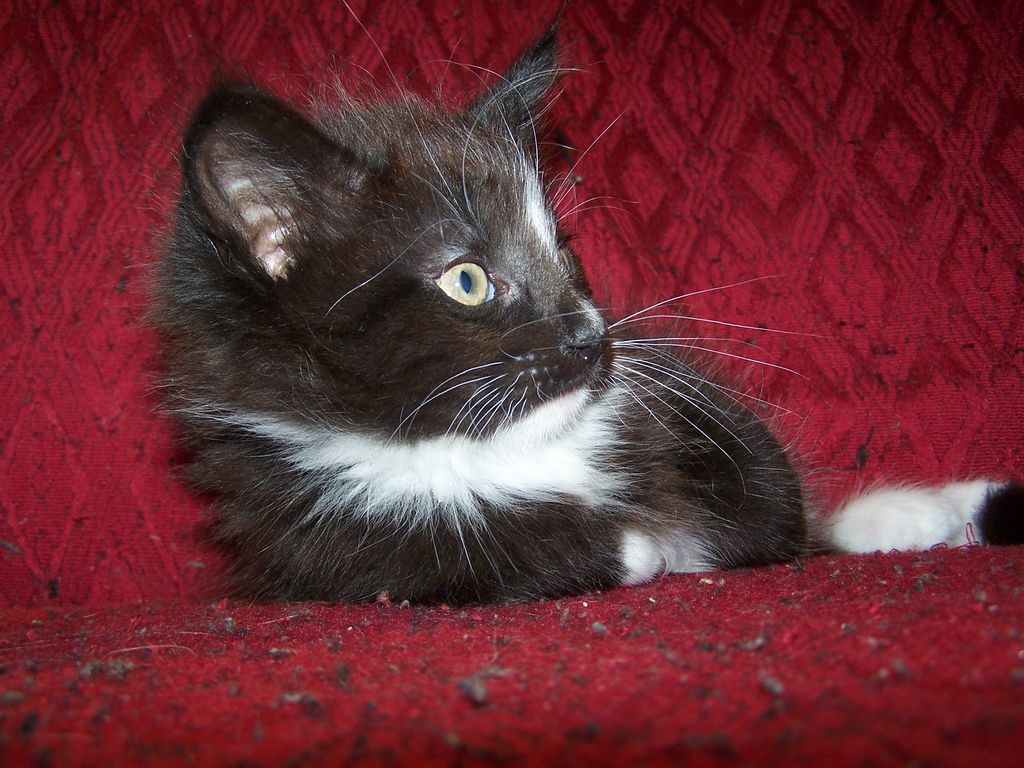 Gatti Norvegesi - cuccioli