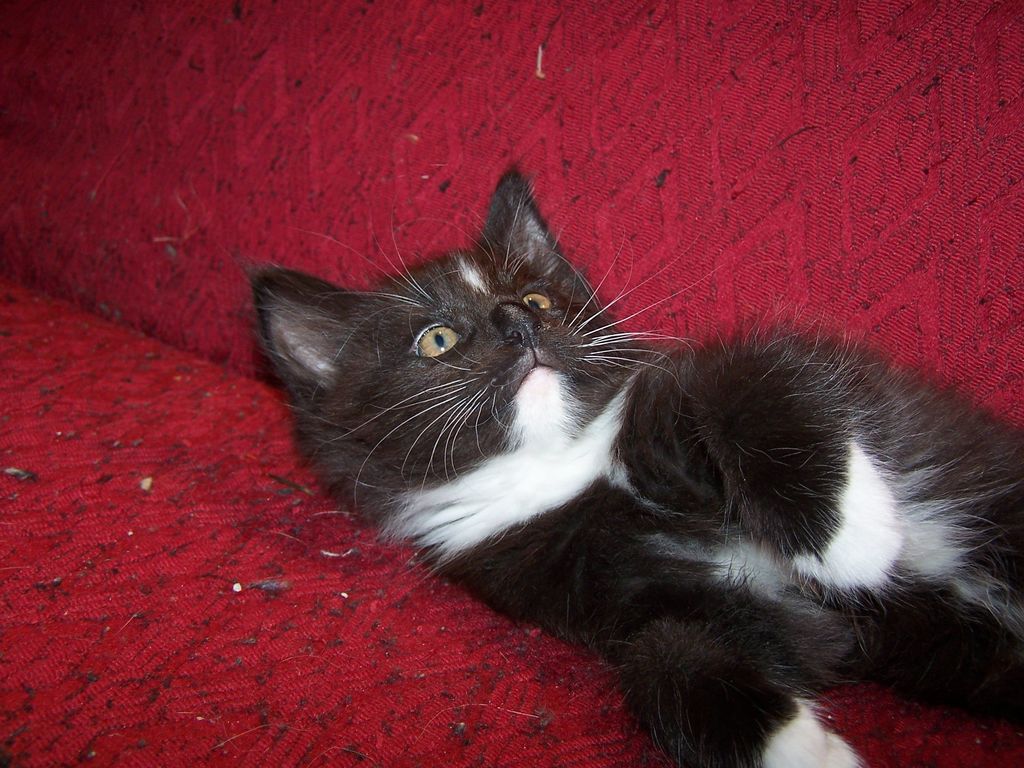 Gatti Norvegesi - cuccioli