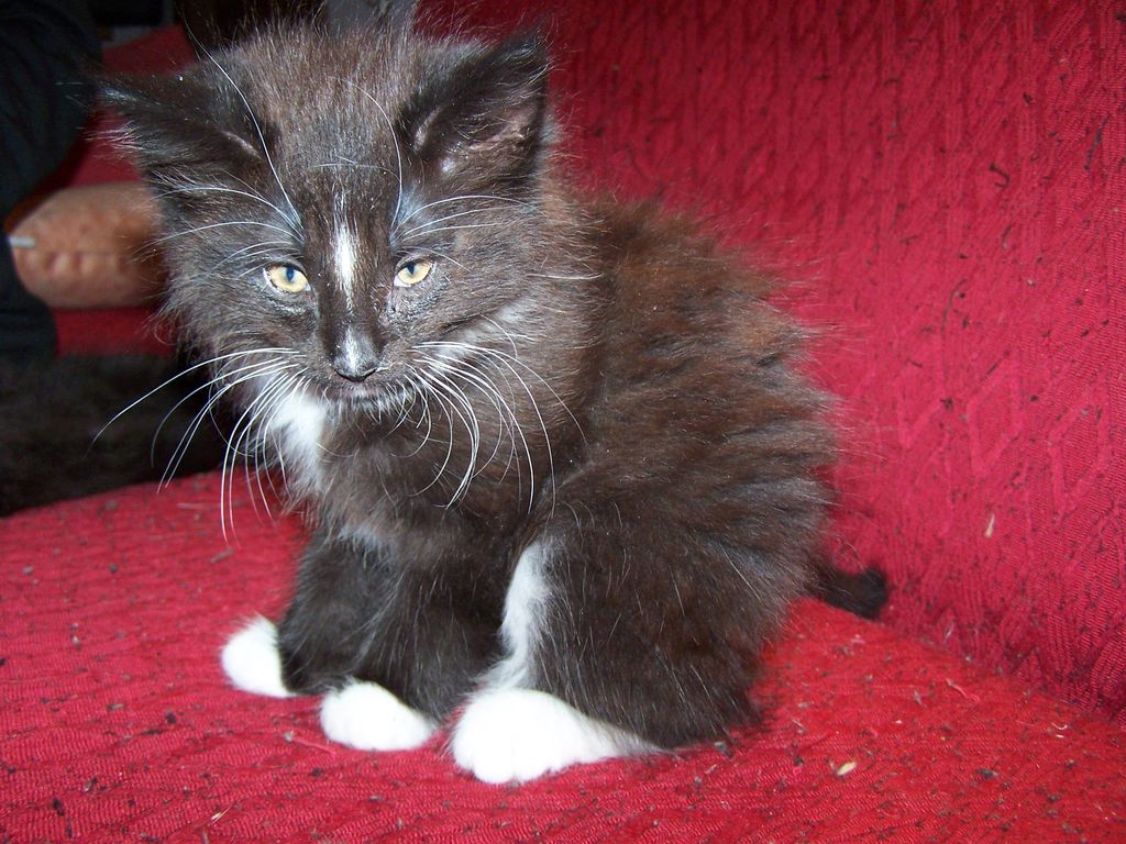 Gatti Norvegesi - cuccioli