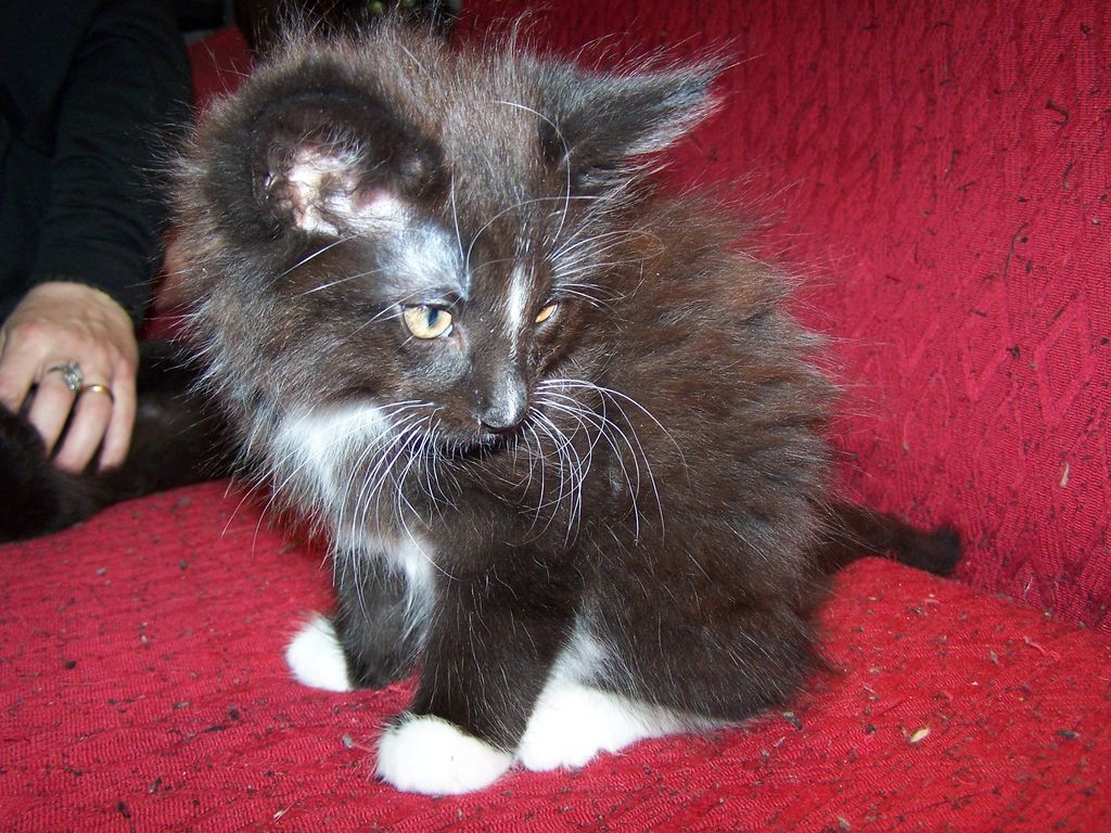 Gatti Norvegesi - cuccioli