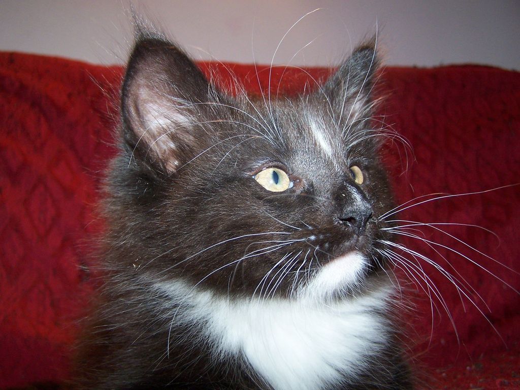 Gatti Norvegesi - cuccioli