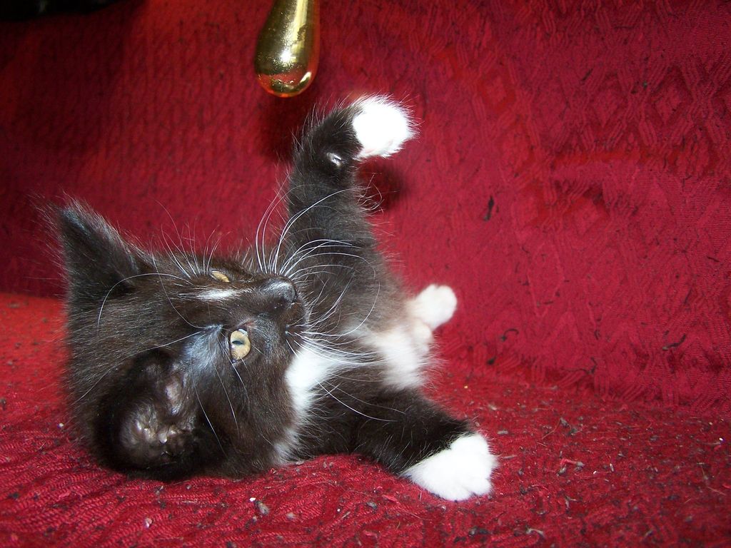 Gatti Norvegesi - cuccioli