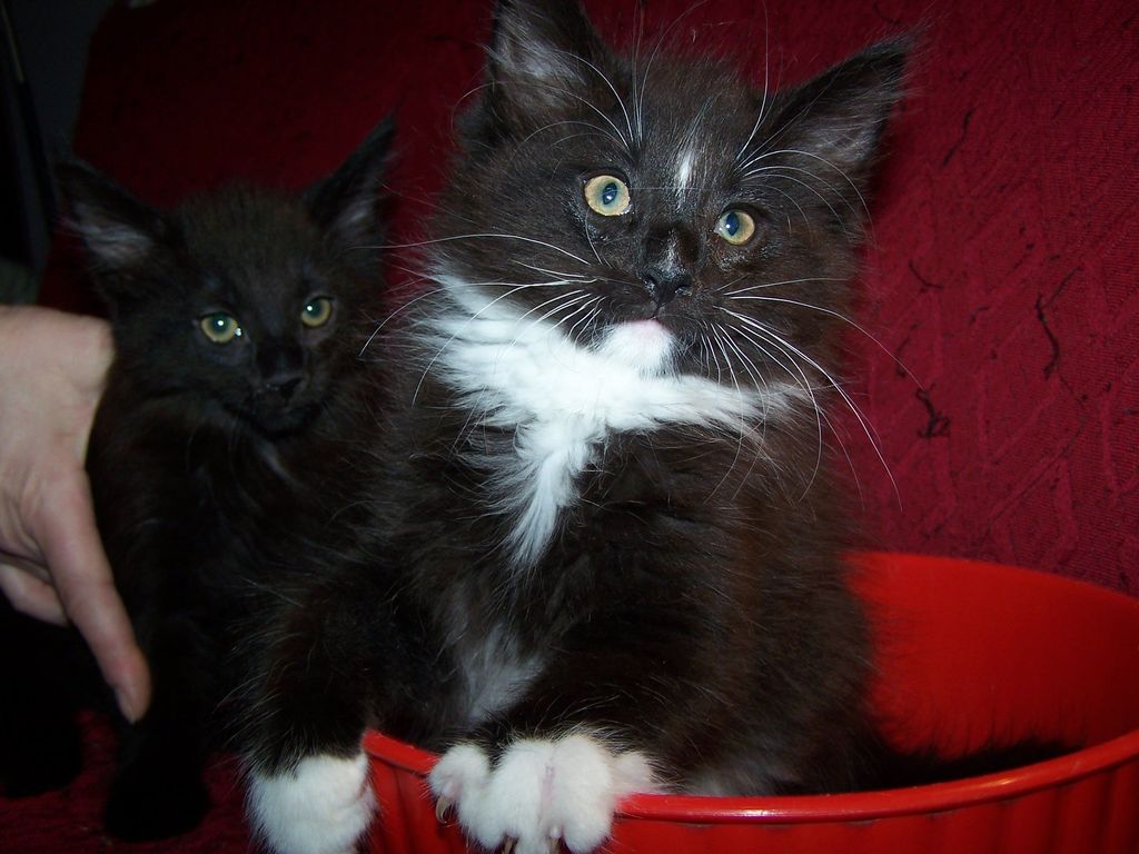 Gatti Norvegesi - cuccioli