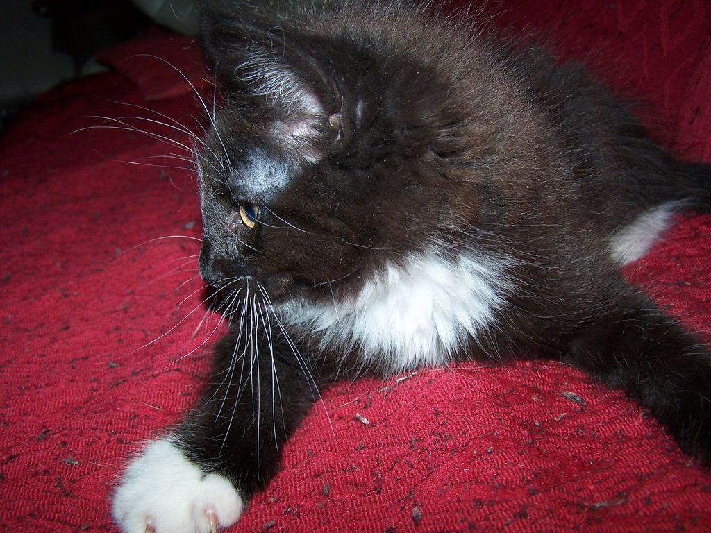 Gatti Norvegesi - cuccioli