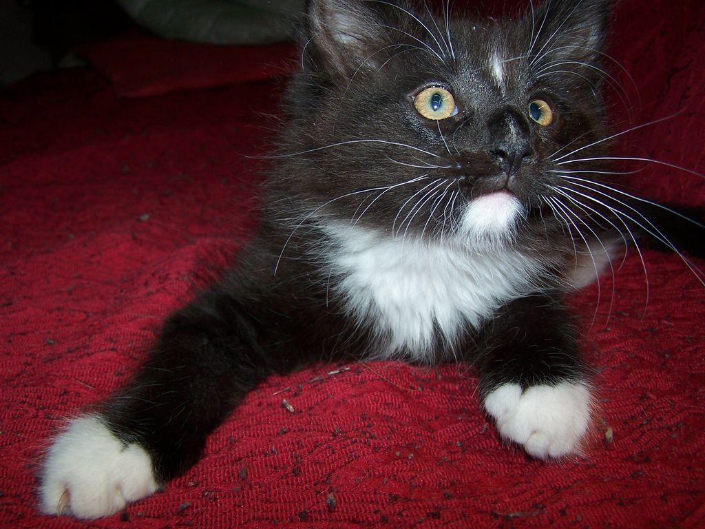 Gatti Norvegesi - cuccioli