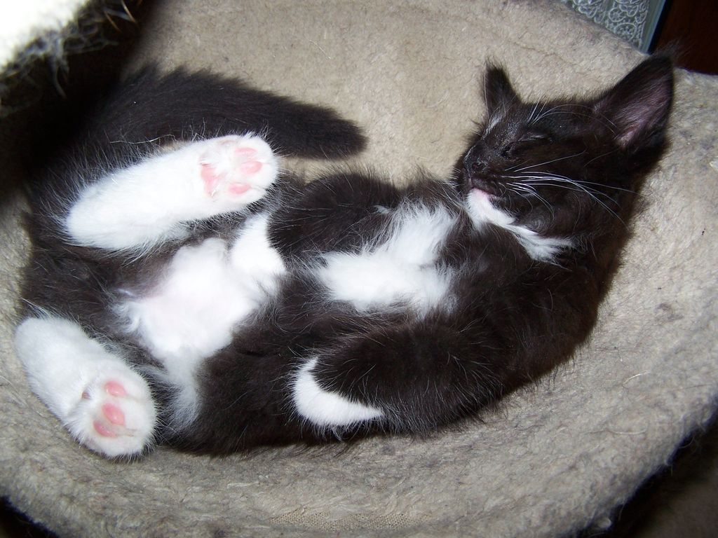 Gatti Norvegesi - cuccioli