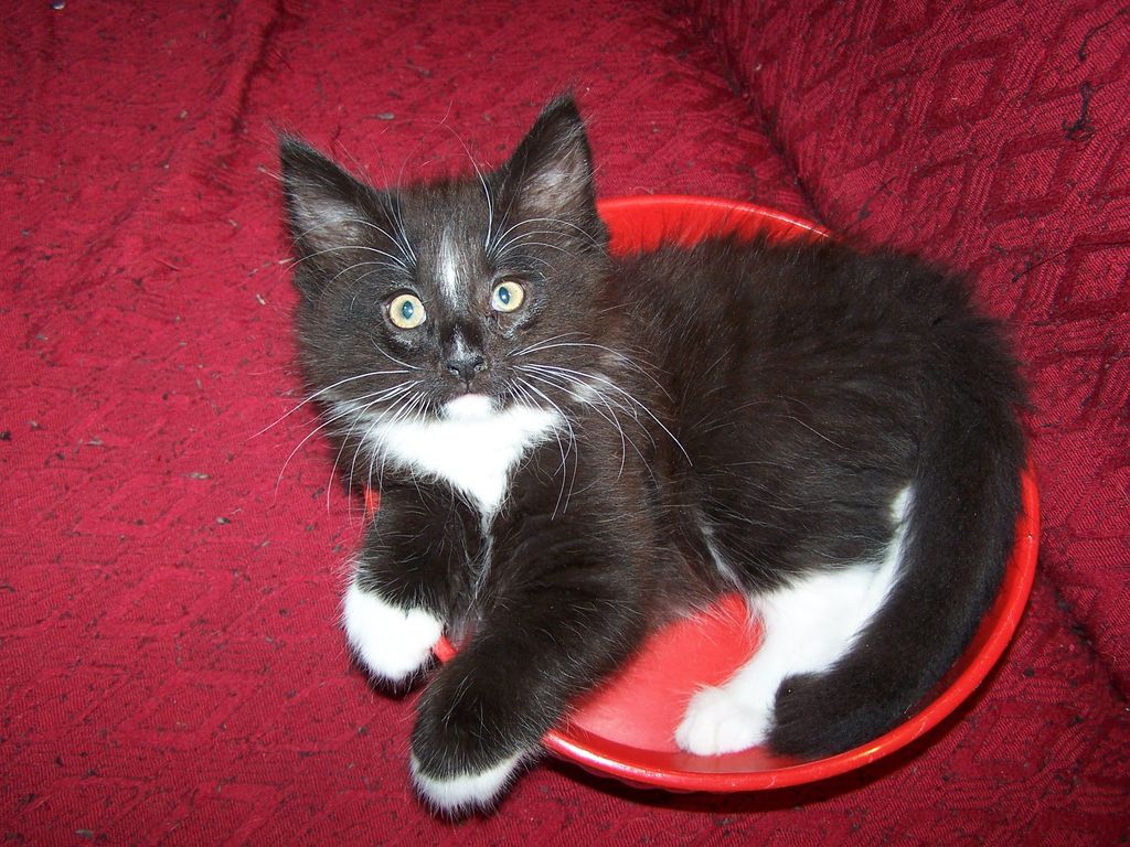 Gatti Norvegesi - cuccioli