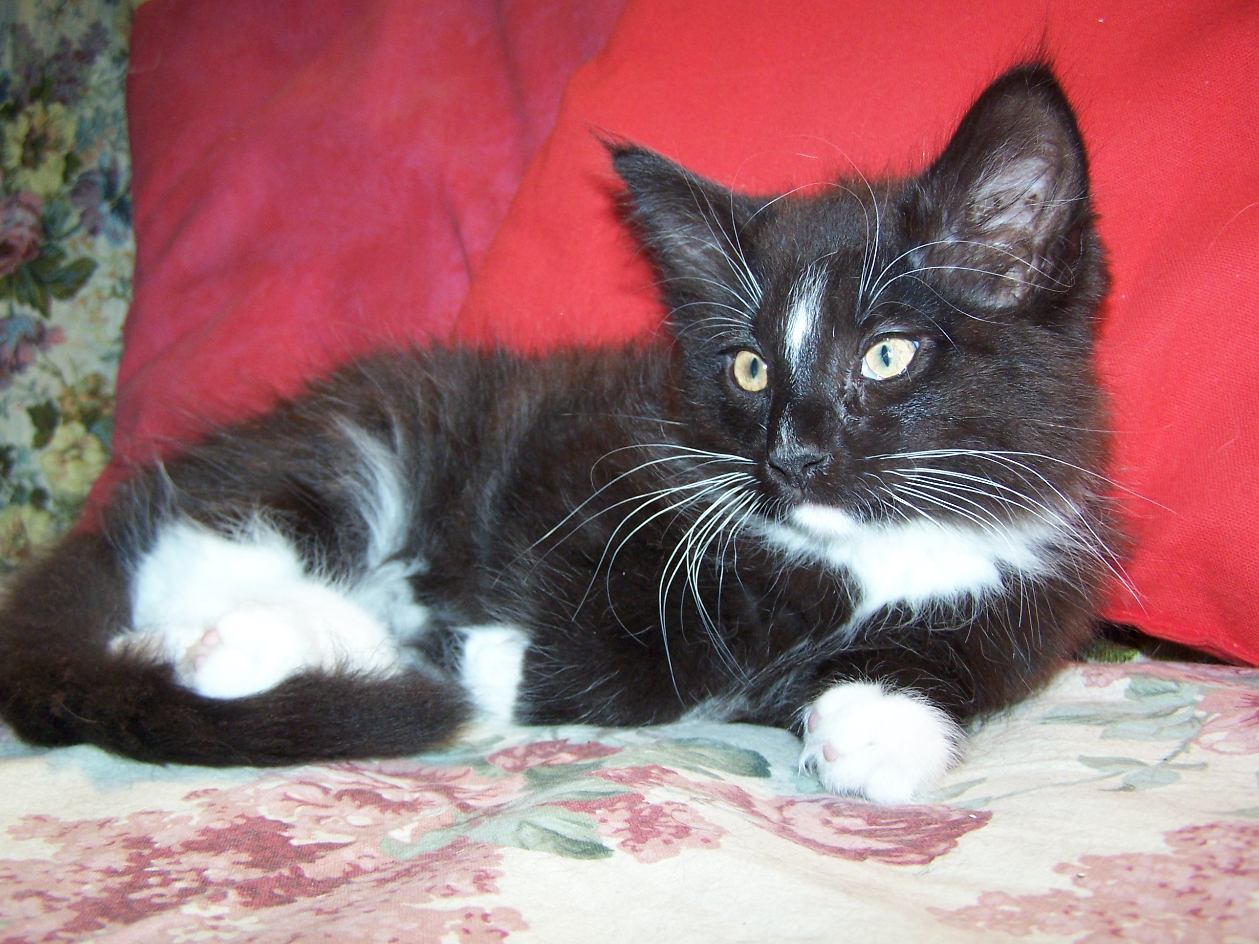 Gatti Norvegesi - cuccioli