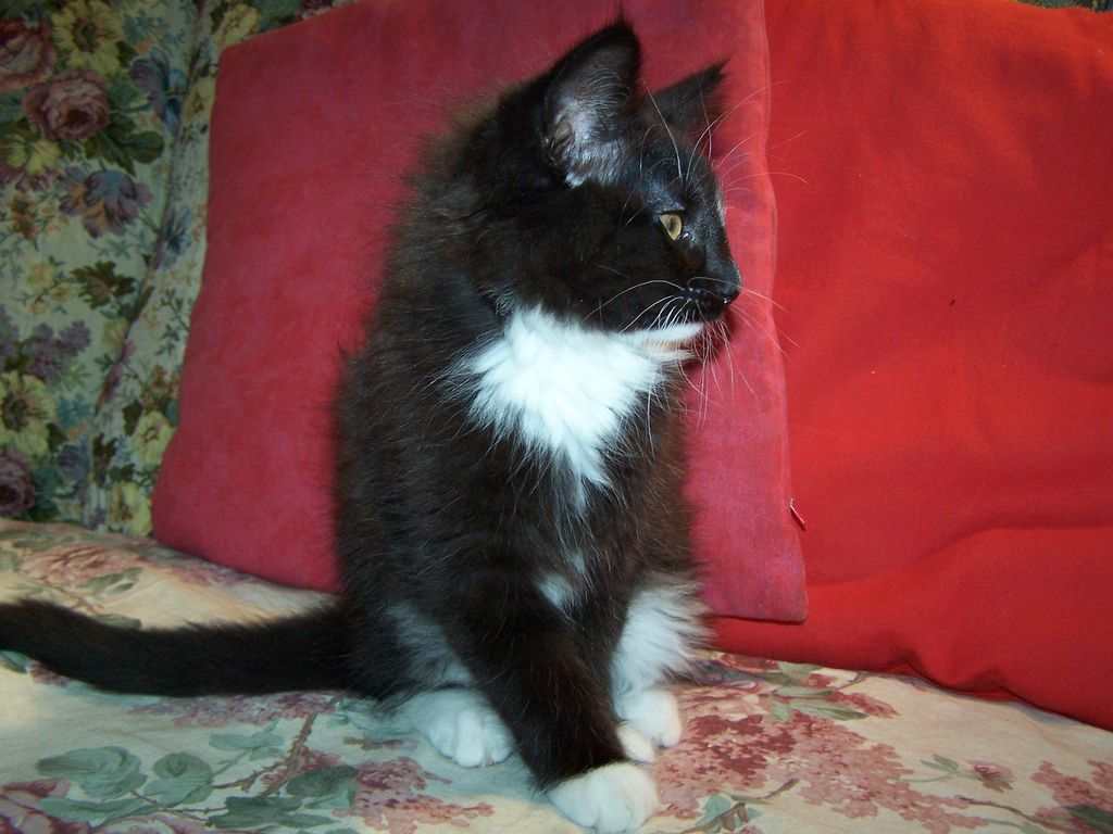 Gatti Norvegesi - cuccioli