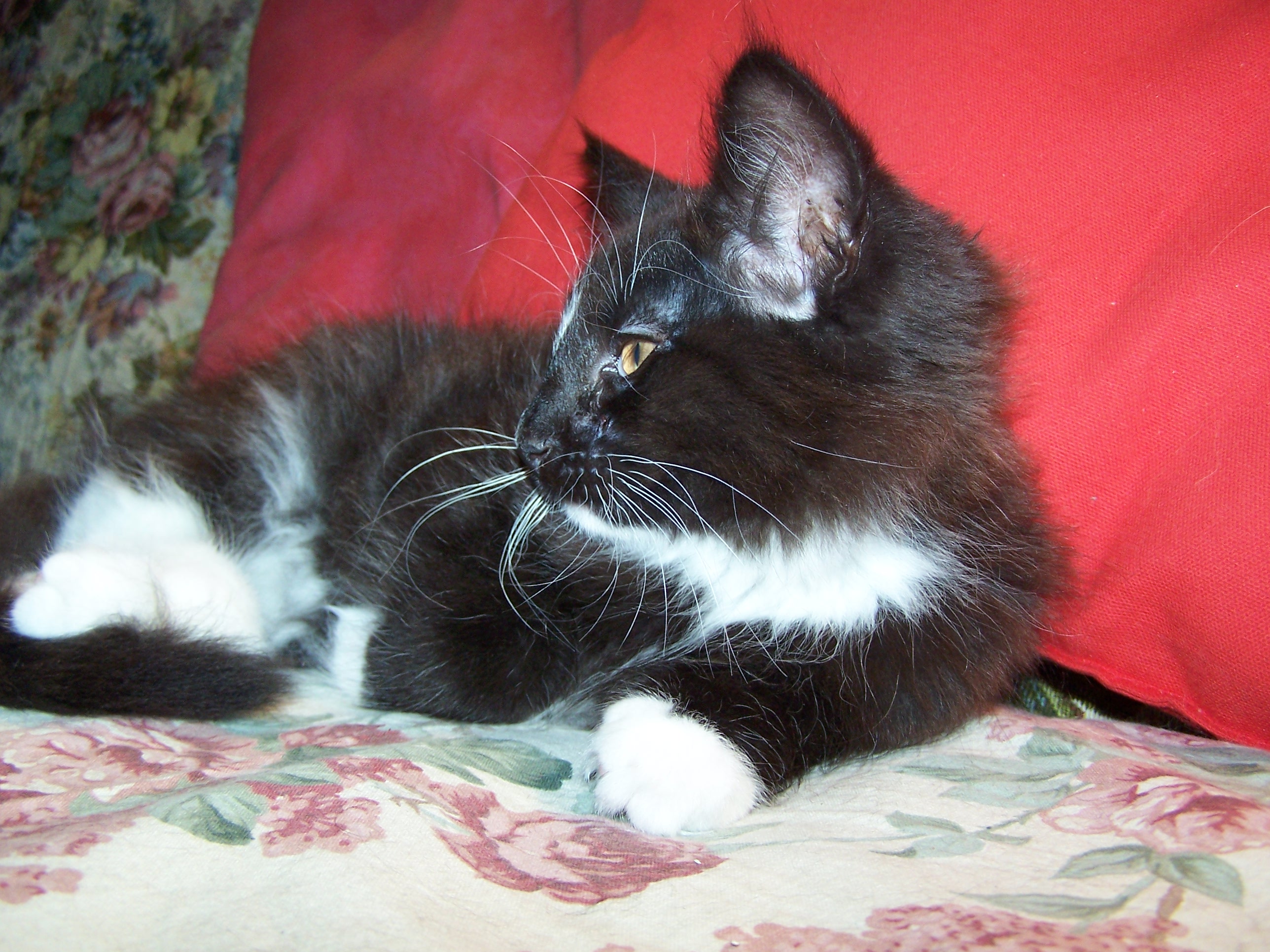 Gatti Norvegesi - cuccioli