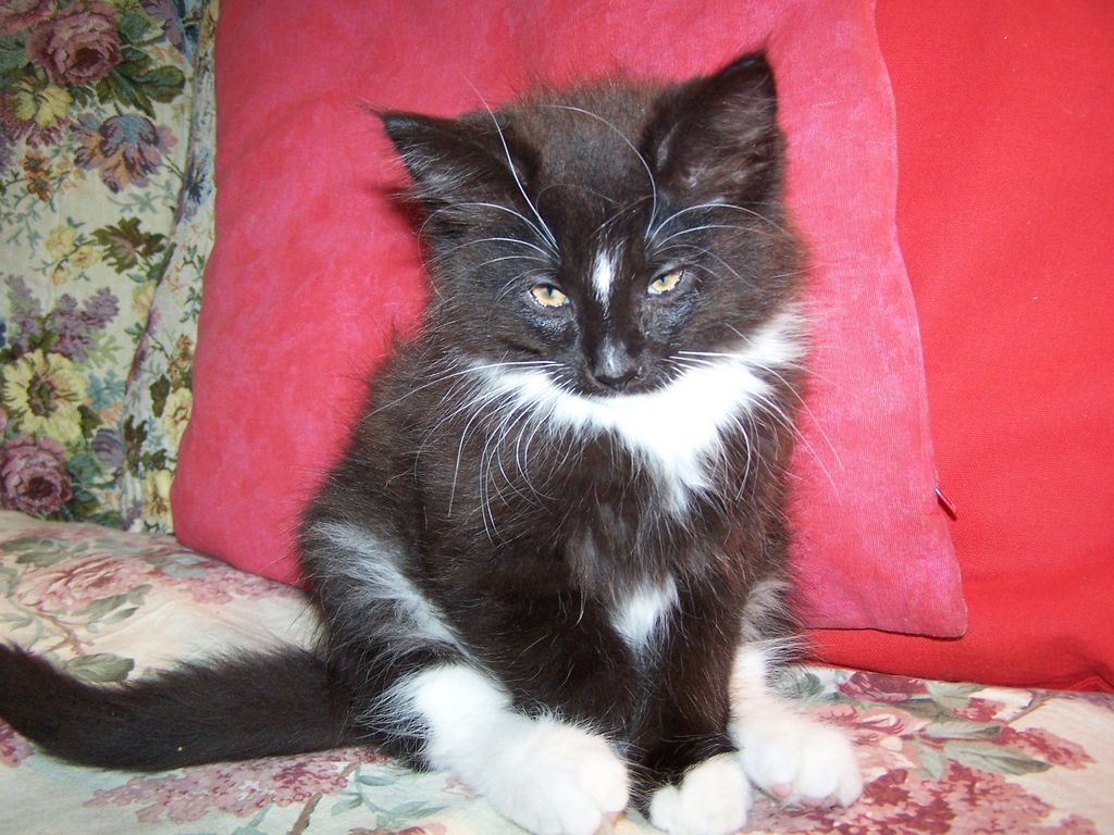 Gatti Norvegesi - cuccioli