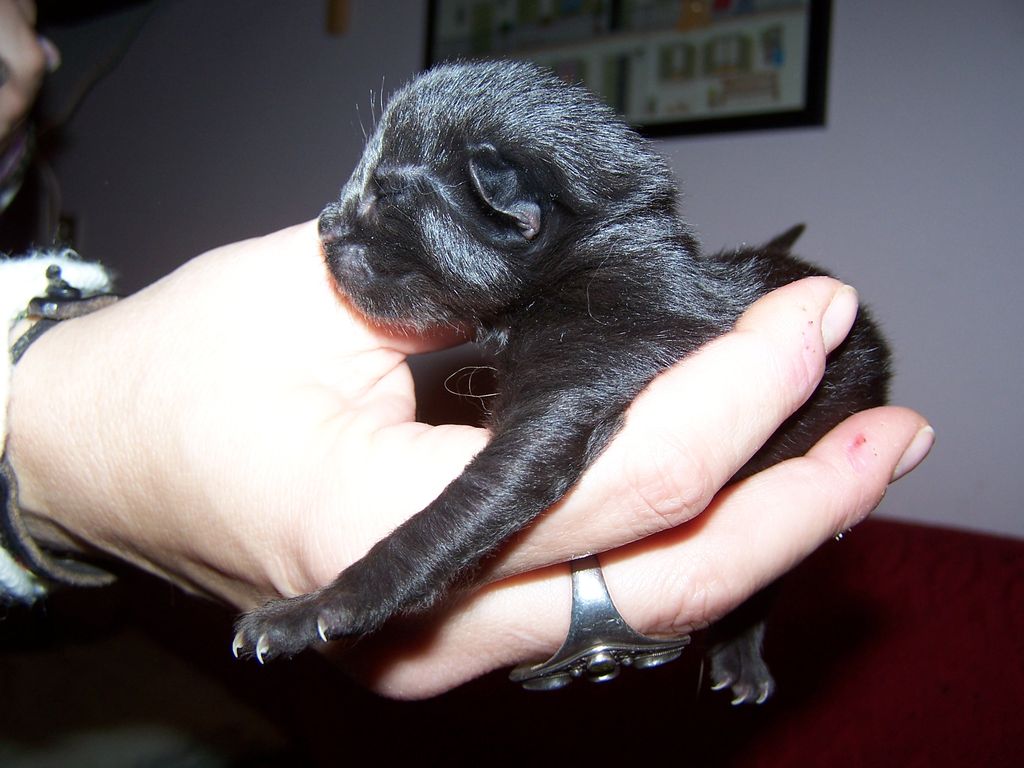 Gatti Norvegesi - cuccioli