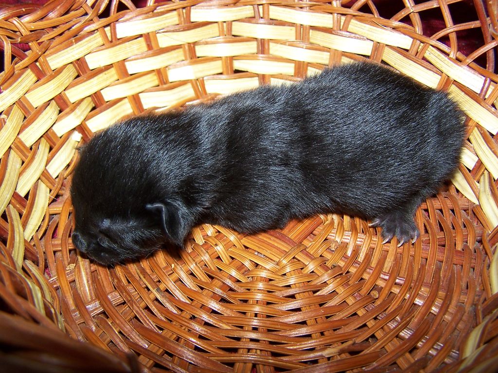 Gatti Norvegesi - cuccioli