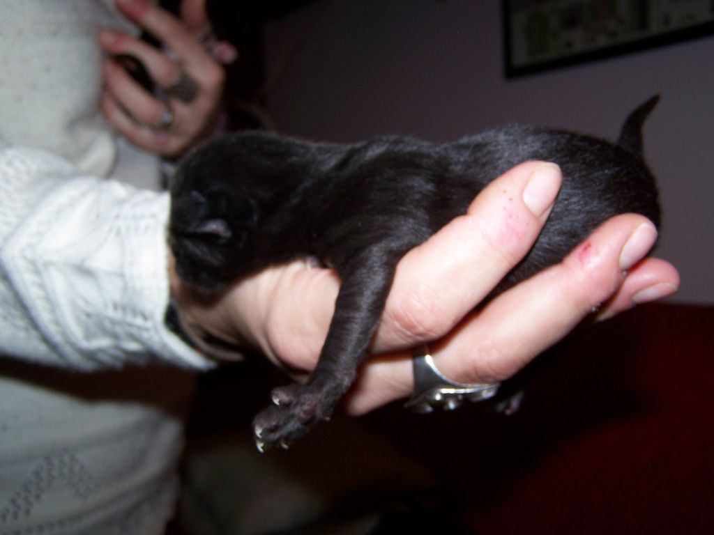 Gatti Norvegesi - cuccioli