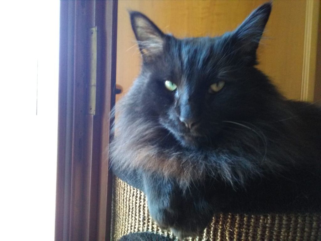 Gatti Norvegesi - cuccioli