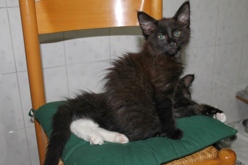 Gatti Norvegesi - cuccioli